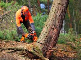 Best Tree Disease Treatment  in Butler, NJ